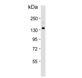 Xanthine Oxidase Antibody / XDH - image 1
