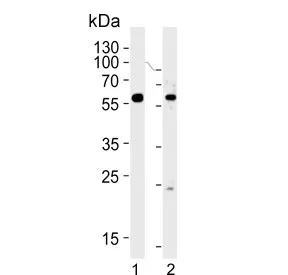 FANCC Antibody / Fanconi anemia group C protein - image 1