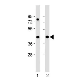 Pre-mRNA-splicing factor 38A Antibody / PRPF38A - image 1