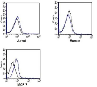 Rabbit IgG Isotype Control Polyclonal Antibody APC Conjugate - image 1