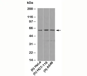 KLF4 Antibody - image 1