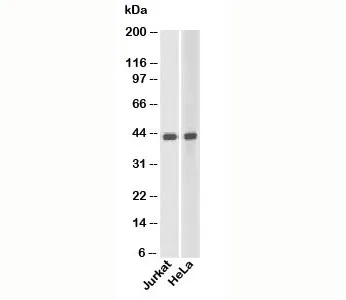 Beta Actin Antibody Loading Control - image 1