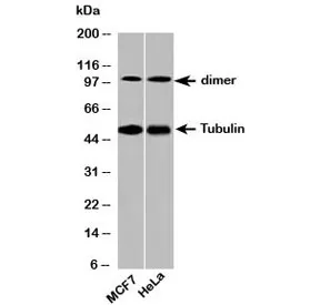 Beta Tubulin Antibody Loading Control - image 1