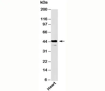 Als2Cr2 Antibody / STRADB - image 1