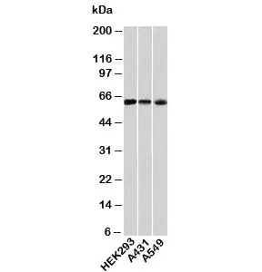 HSP60 Antibody / HSPD1 - image 1