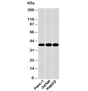 GAPDH Antibody Loading Control - image 1