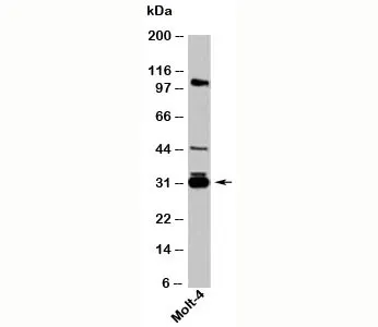 14-3-3 sigma Antibody - image 1