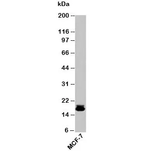 Survivin Antibody / BIRC5 - image 1