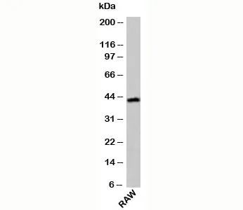 ICAD Antibody - image 1