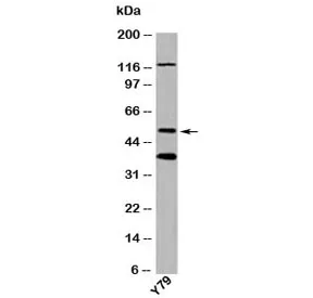 TXNIP Antibody - image 1