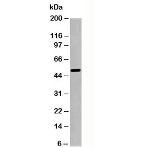SGK1 Antibody - image 1