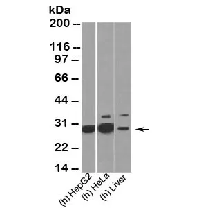 HMGB1 Antibody - image 1