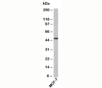 RUNX2 Antibody - image 1