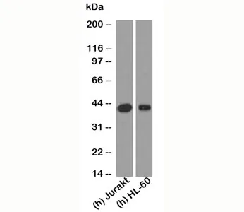 RUNX3 Antibody - image 1