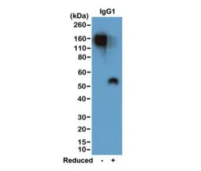 Mouse IgG1 Recombinant Antibody - image 1