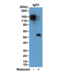 Mouse IgG1 Recombinant Antibody - image 1