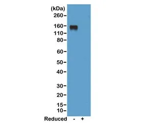 Mouse IgG2a Recombinant Antibody - image 1