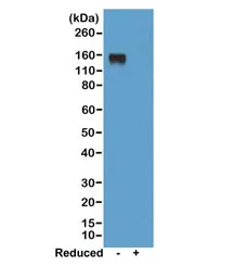 Mouse IgG2a Recombinant Antibody - image 1