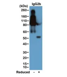 Mouse IgG2b Recombinant Antibody - image 1