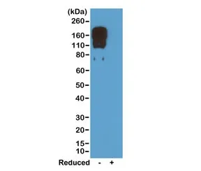 Mouse IgG2c Recombinant Antibody - image 1