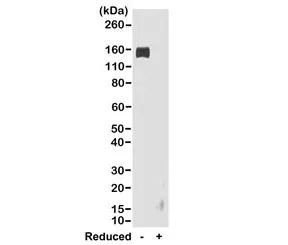 Rabbit IgG Fc Recombinant Antibody - image 1