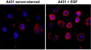 Phosphotyrosine Recombinant Antibody - image 1