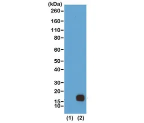 H3K9me2 Recombinant Antibody / Dimethyl Histone H3 Lysine 9 - image 1