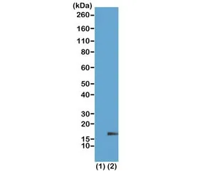 H3K18me1 Recombinant Antibody / Monomethyl Histone H3 Lysine 18 - image 1