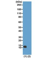 H4R3me1 Recombinant Antibody / Monomethyl Histone H4 Arginine 3 - image 1