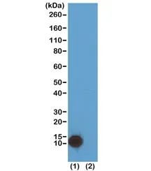 H4K5ac Recombinant Antibody / Acetyl Histone H4 Lysine 5 - image 1