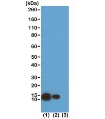 H4K8ac Recombinant Antibody / Acetyl Histone H4 Lysine 8 - image 1