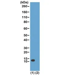H4K20ac Recombinant Antibody / Acetyl Histone H4 Lysine 20 - image 1