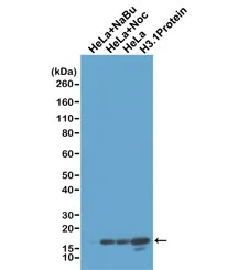 Histone H3 Recombinant Antibody / Unmodified Lysine 4 - image 1