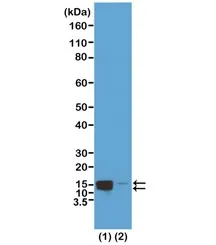 Phospho-Histone H2A/H4 Recombinant Antibody (pSer1) - image 1