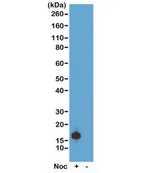 Histone H3 Recombinant Antibody (pSer10) - image 1