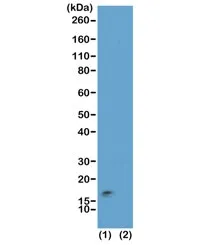 H3K9me3/S10p Recombinant Antibody / Trimethyl-phospho-Histone H3 (Lys9/Ser10) - image 1