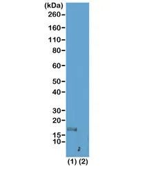 H3K56me1 Recombinant Antibody / Monomethyl Histone H3 Lysine 56 - image 1