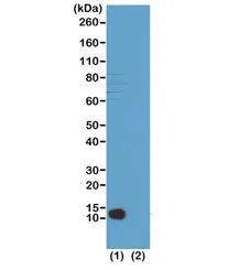 H4K20me3 Recombinant Antibody / Trimethyl Histone H4 Lysine 20 - image 1