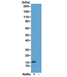 H2A.ZK7ac Recombinant Antibody / Acetyl Histone H2A.Z Lysine 7 - image 1