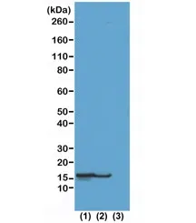 H2BK23ac Recombinant Antibody / Acetyl Histone H2B Lysine 23 - image 1