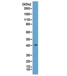 H2AFY Recombinant Antibody / Macro H2A.1 - image 1