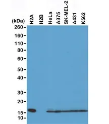 Histone H2A Recombinant Antibody - image 1