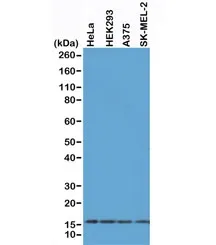 Histone H2AX Recombinant Antibody - image 1