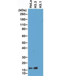 Histone H3.3 Recombinant Antibody - image 1