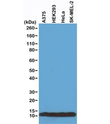 Histone H4 Recombinant Antibody - image 1