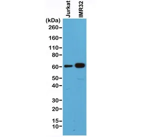 SMAD4 Recombinant Antibody - image 1