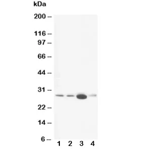 Calbindin Antibody - image 1