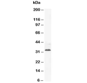 Synaptophysin Antibody - image 1