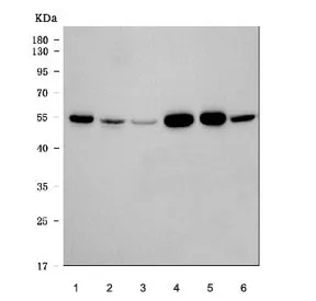 Alpha Tubulin Antibody - image 1