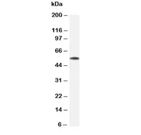 Beta Tubulin Antibody - image 1